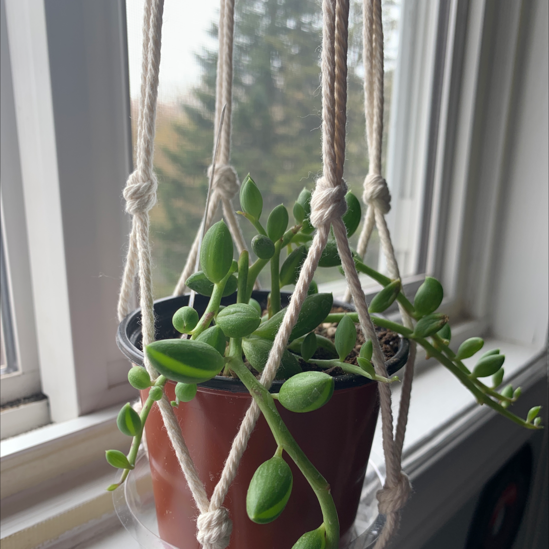 Photo of the plant species String of Watermelons by Karli named Einstein on Greg, the plant care app