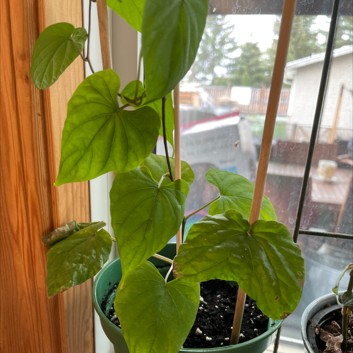 🌜 Why Are There Brown Spots on My Moonflower Leaves?