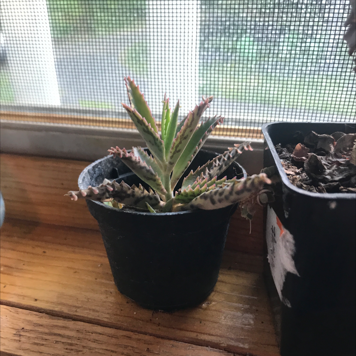Photo of the plant species Broad-Leaved Aloe by Charis named Ophelia on Greg, the plant care app
