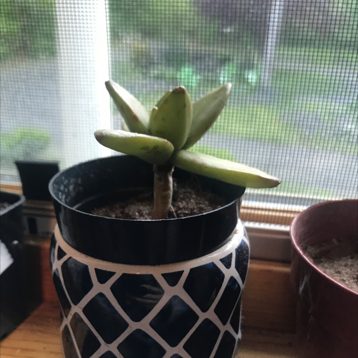 Photo of the plant species Echeveria 'Aphrodite' by Charis named Hamlet on Greg, the plant care app