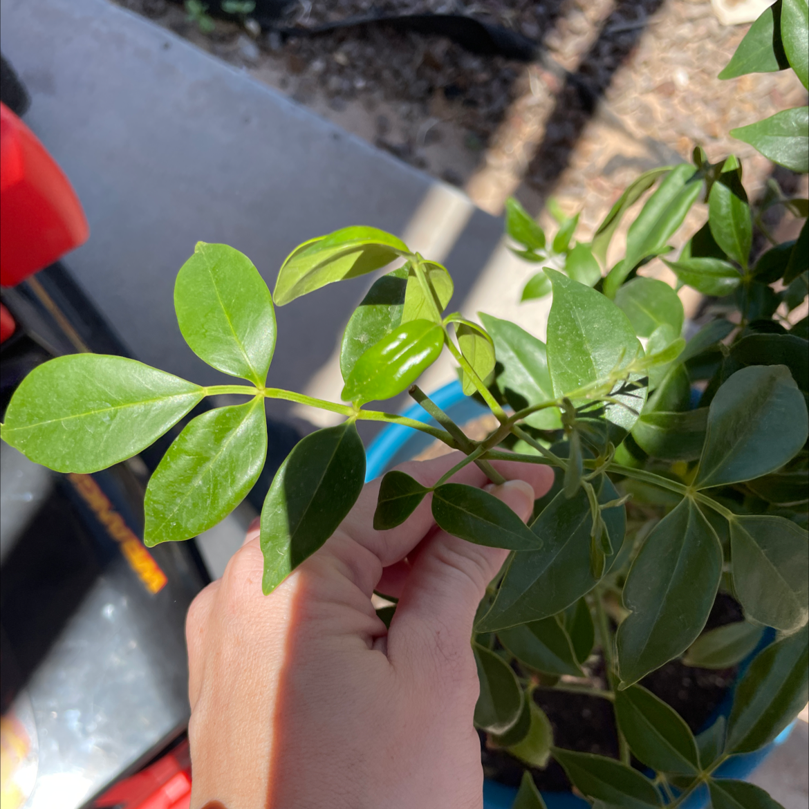 A healthy Bowerplant with glossy green leaves, held by a hand.