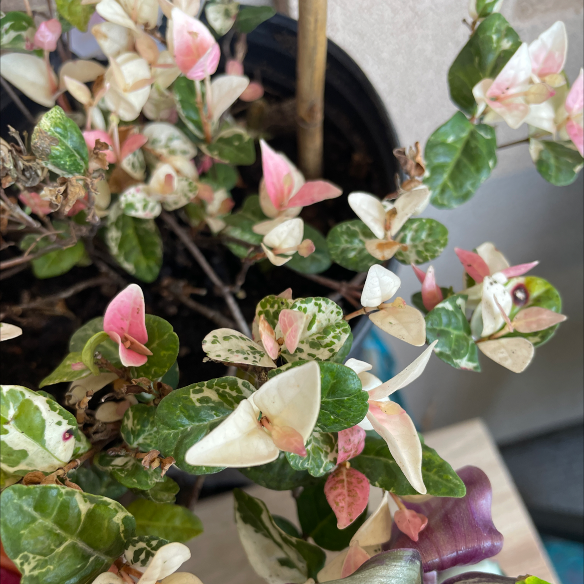 Photo of the plant species Asian Jasmine by Jewell named Passion on Greg, the plant care app