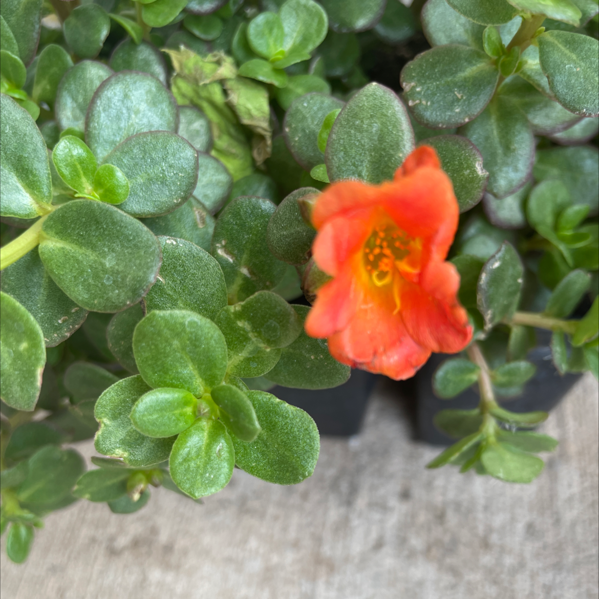 Photo of the plant species Duckweed by Jewell named Percy on Greg, the plant care app