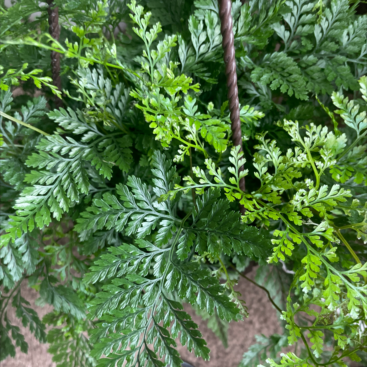 Davallia Fern with lush, green fronds, appearing healthy.