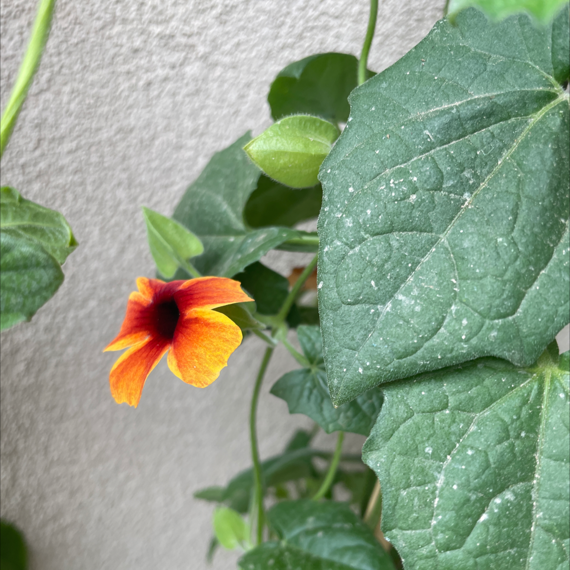 Blackeyed Susan Vine with green leaves and a single orange flower with a dark center.