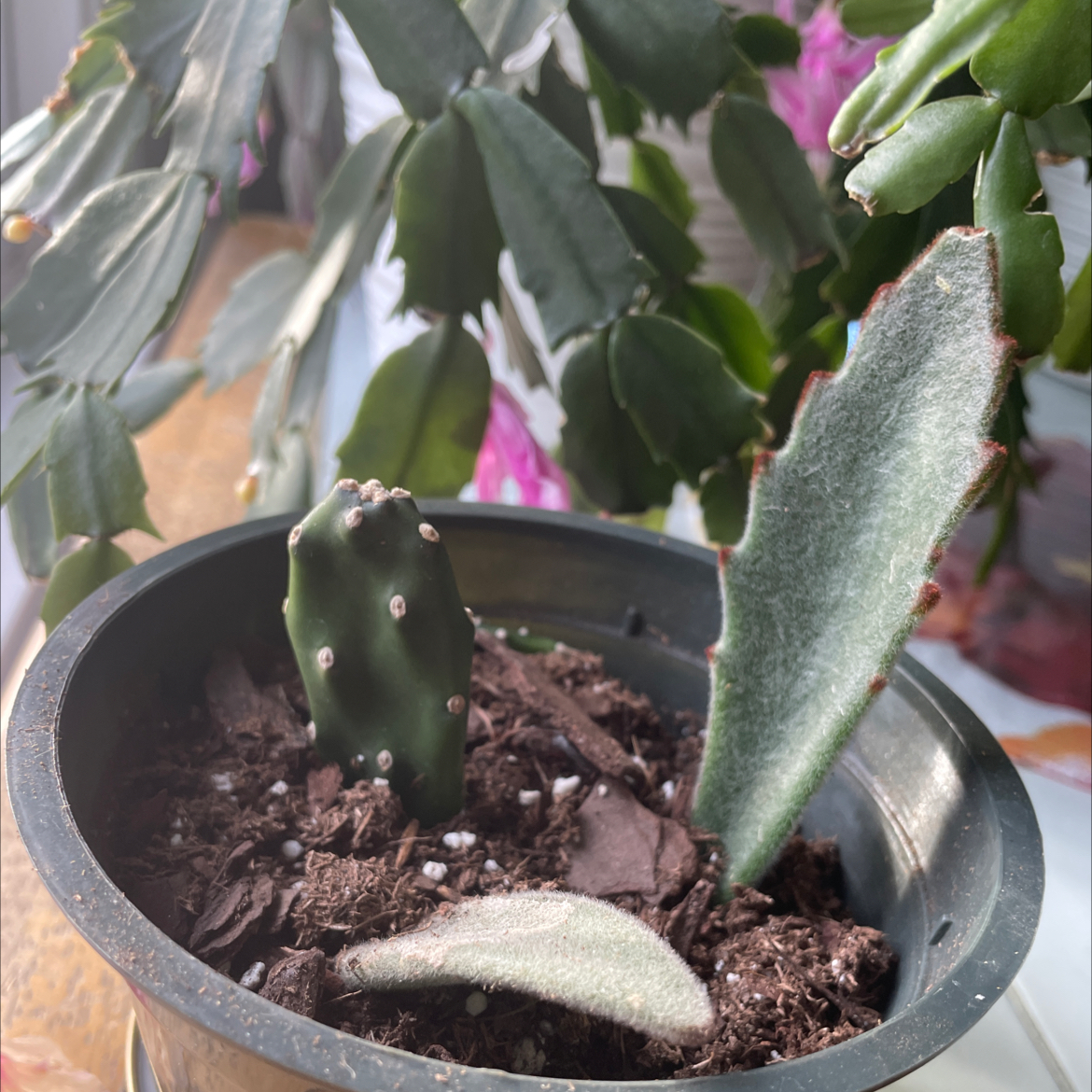 Panda Plant plant photo by @grcschrs named tbh on Greg, the plant care app.