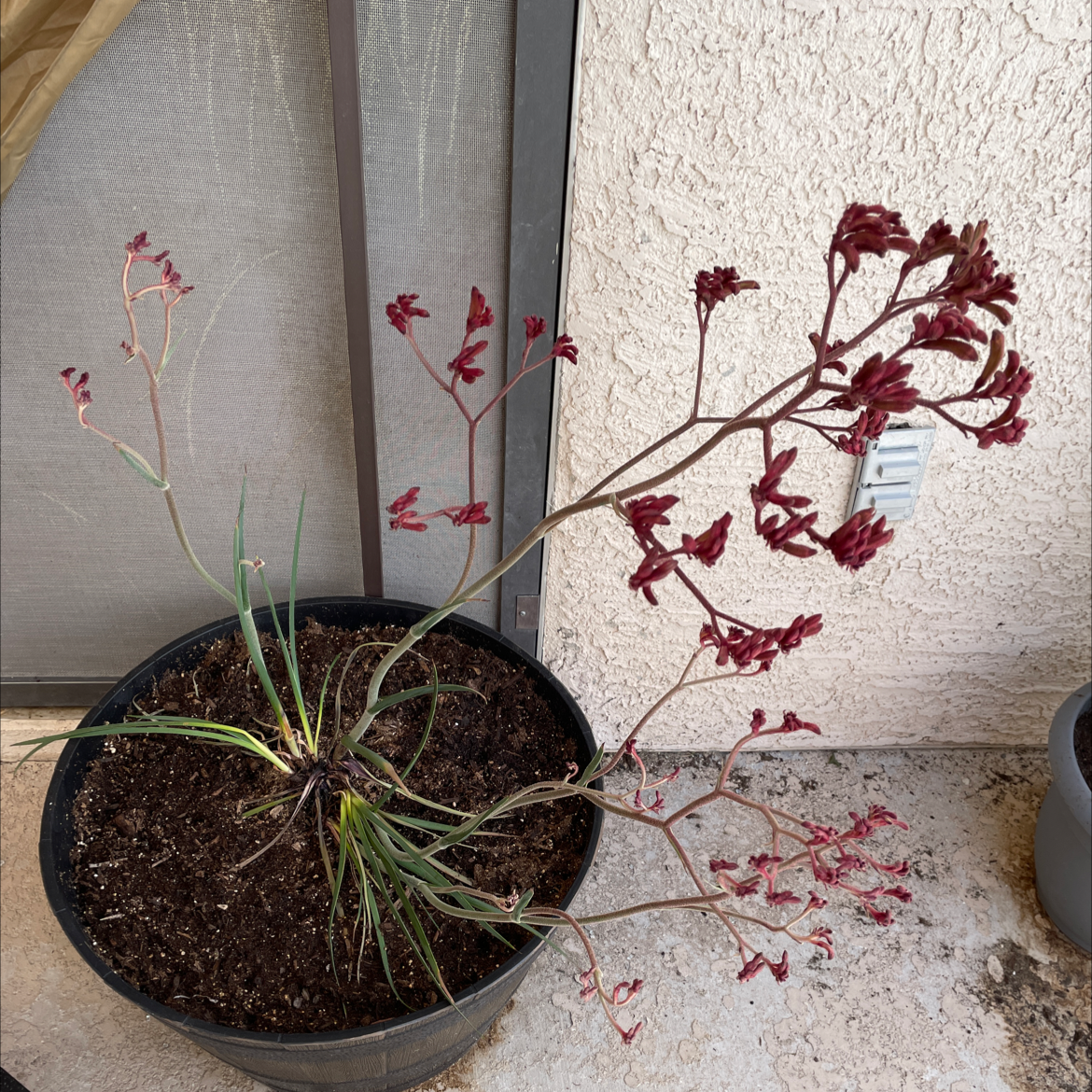 Photo of the plant species Pig's Ear by @Ga named Your plant on Greg, the plant care app