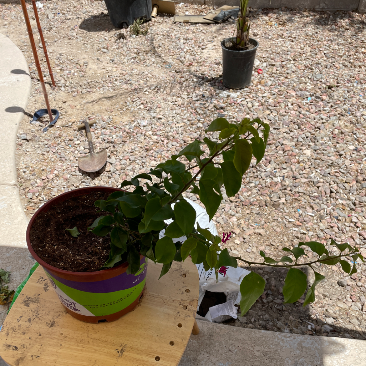 Potted Bougainvillea plant with green leaves in an outdoor setting.