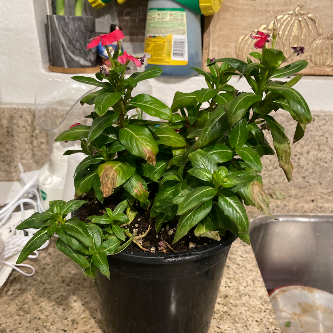 Potted Bright Eyes plant with green leaves and some flowers, showing signs of leaf browning.