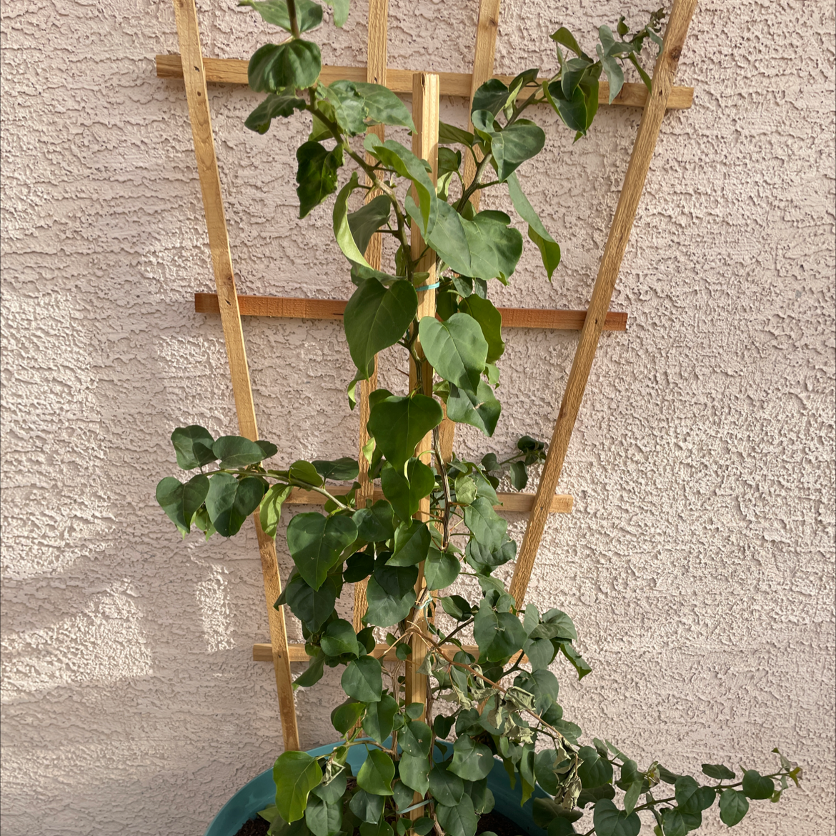 Photo of the plant species Bougainvillea by @Rachelolivia8915 named Kendall on Greg, the plant care app