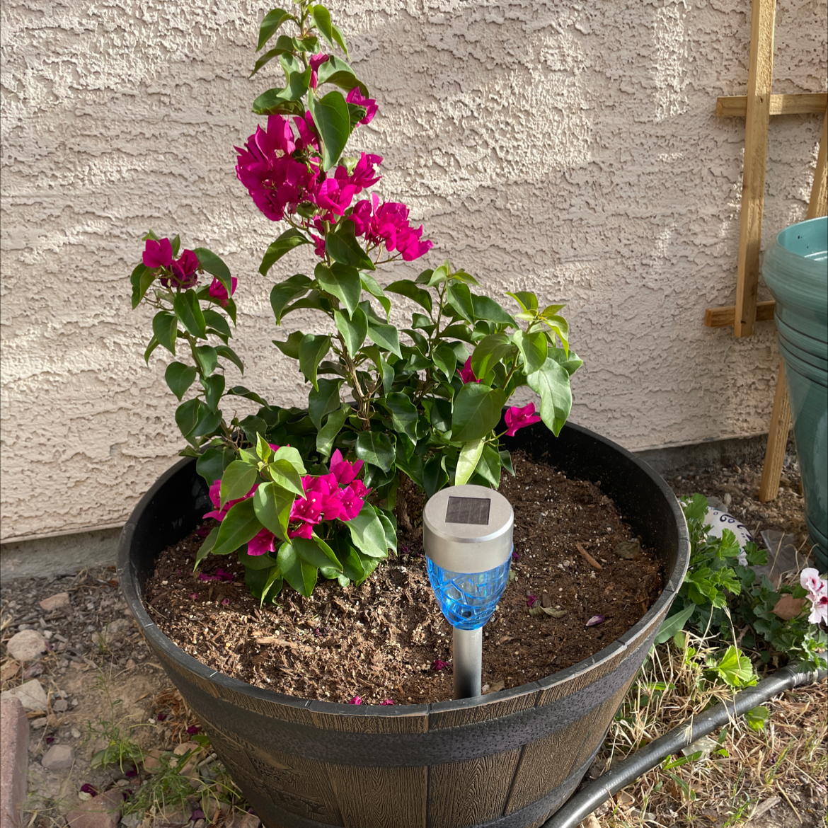Photo of the plant species Lesser Bougainvillea by @Rachelolivia8915 named Scarlett on Greg, the plant care app