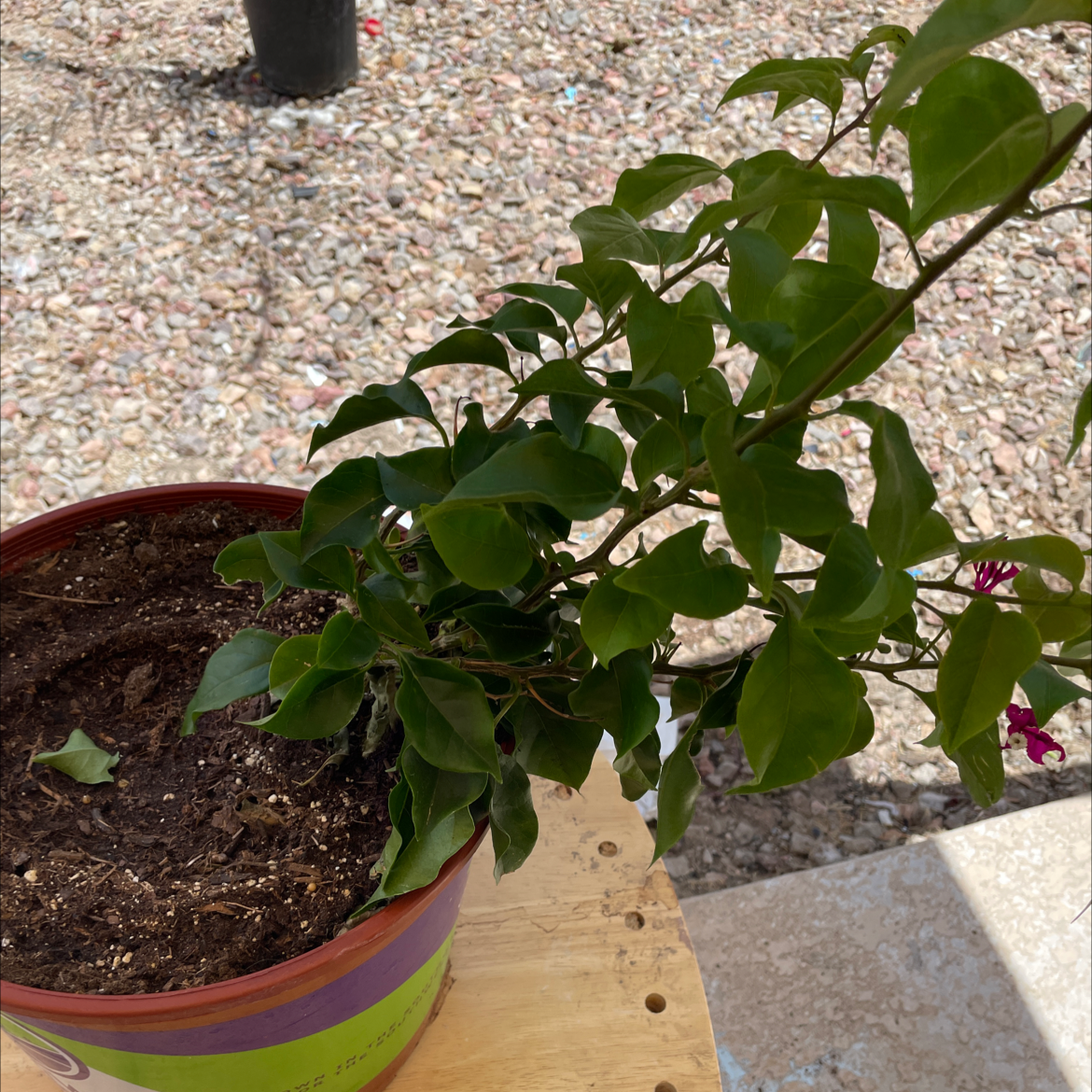 Photo of the plant species Bougainvillea by @Rachelolivia8915 named Your plant on Greg, the plant care app