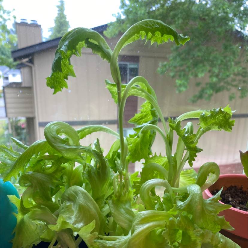 A close-up view of a thriving garden lettuce plant with large, vibrant green looseleaf leaves growing outdoors in a planter.