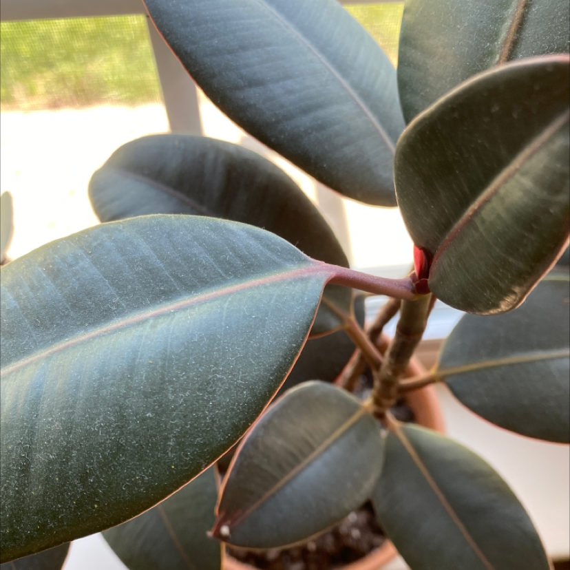 Rubber Plant plant photo by Abigail named Marius on Greg, the plant care app.