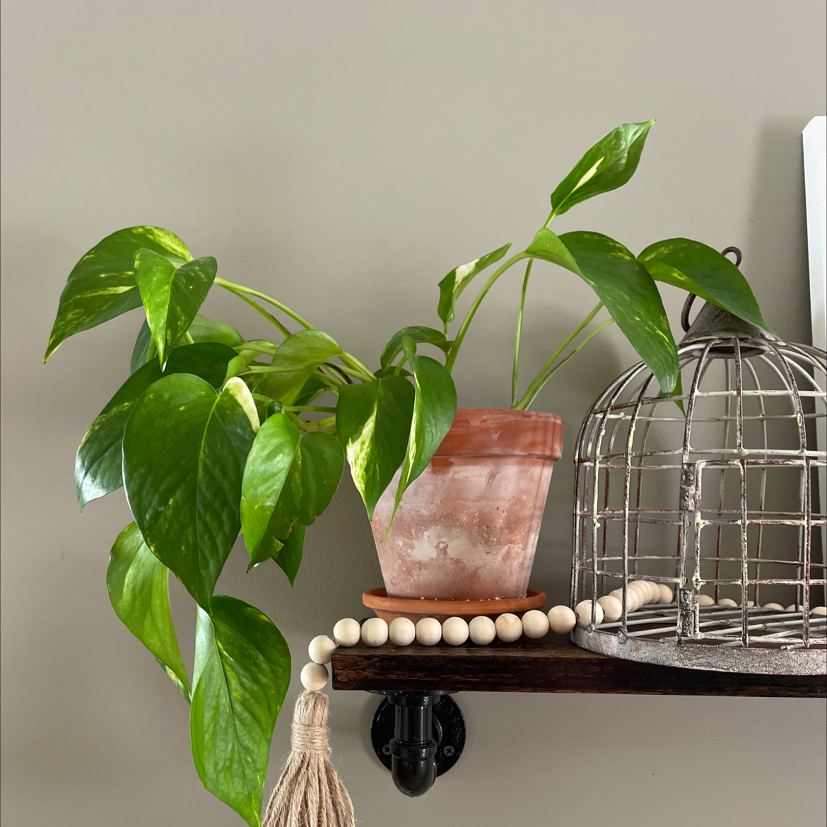 Taro Vine plant photo by @Emibouts named Walt on Greg, the plant care app.