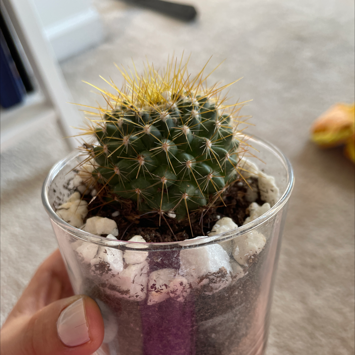 Golden Barrel Cactus plant photo by @Emibouts named Hades on Greg, the plant care app.