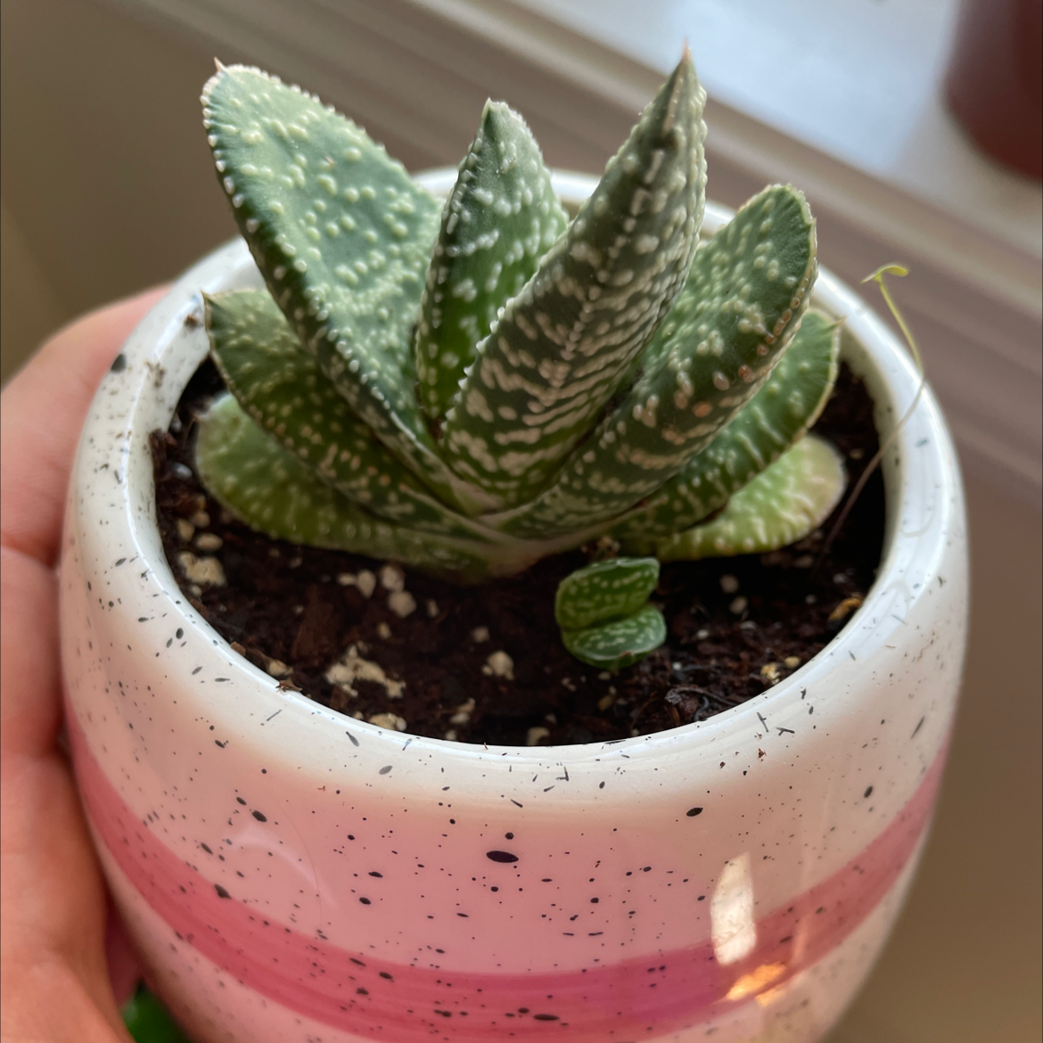 Photo of the plant species Gasteria 'Purple Dragon' by @Emibouts named Gaston on Greg, the plant care app