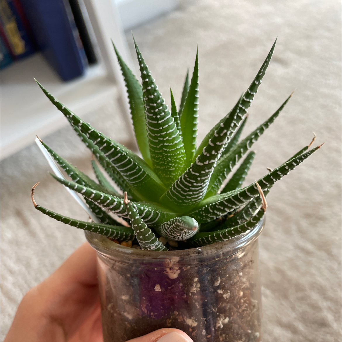 Zebra Plant plant photo by @Emibouts named Sven on Greg, the plant care app.
