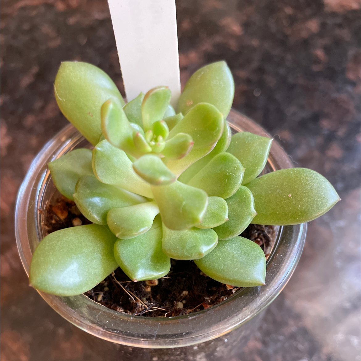 Photo of the plant species Graptoveria 'Bashful™' by @Emibouts named Bashful on Greg, the plant care app
