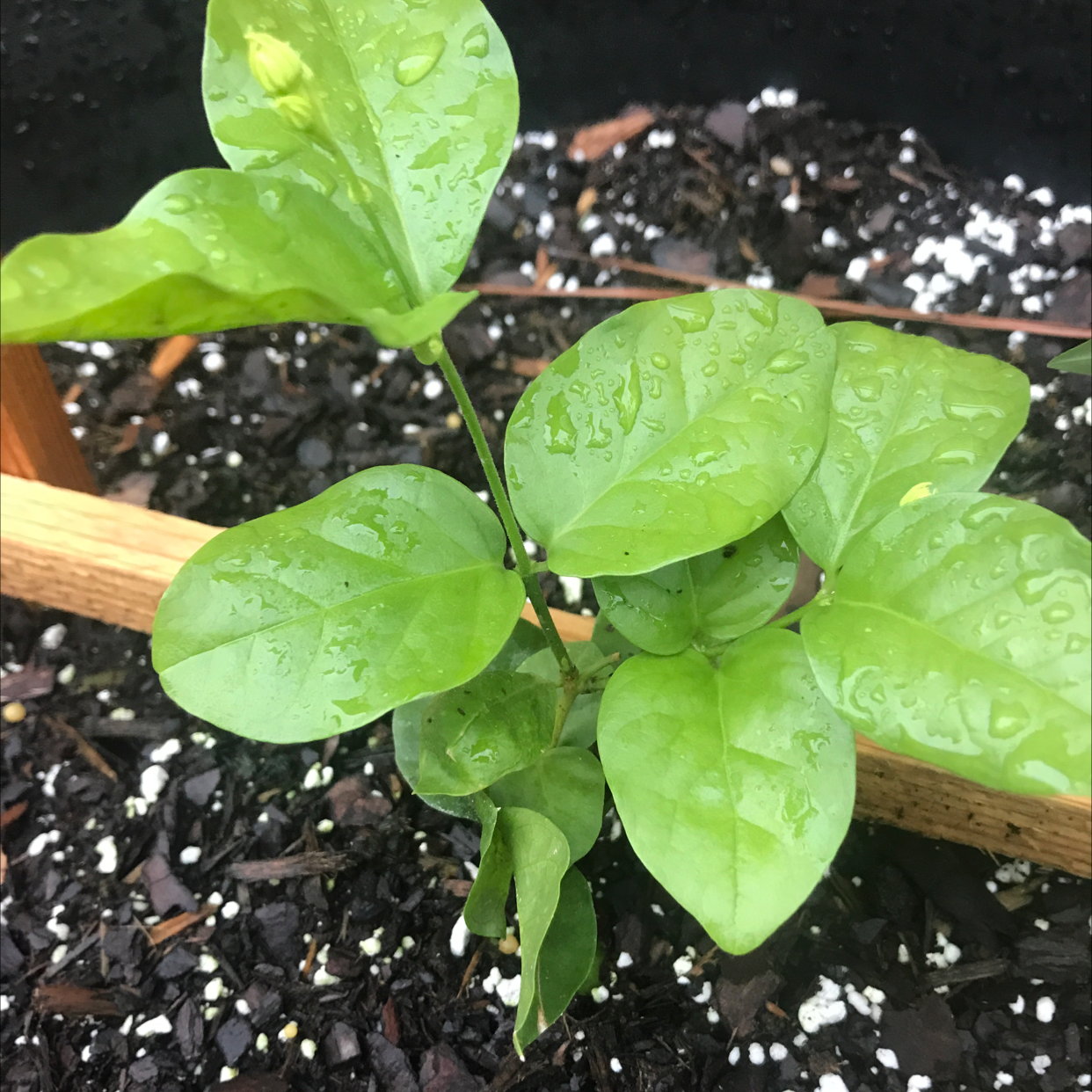 A healthy Arabian jasmine plant with vibrant green leaves growing in a wooden planter filled with dark soil.