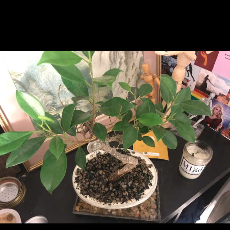 Healthy Ficus ginseng plant with thick twisted trunk and glossy green leaves, potted in white ceramic container, with visible soil and human hand.