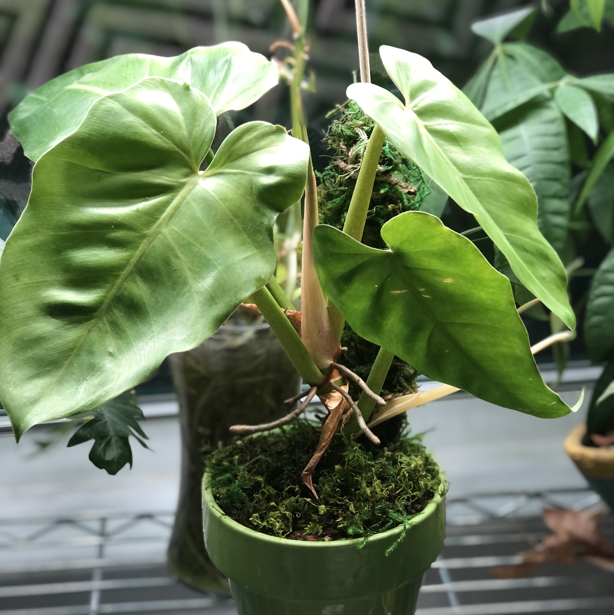 Potted Elephant Ear Philodendron with large green leaves, well-cared for.