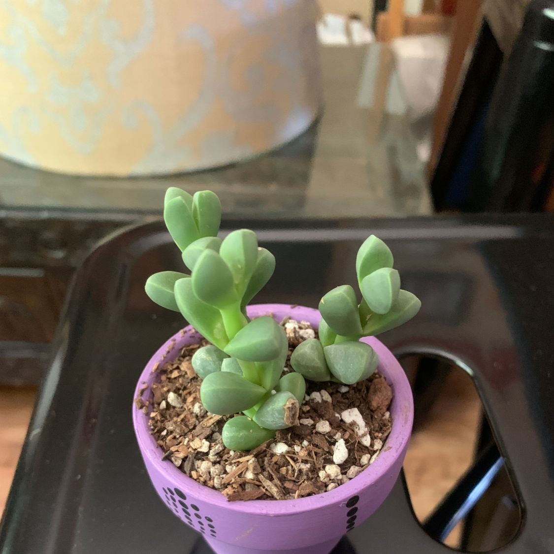 Crassula 'Moonglow' succulent in a purple pot with visible soil, appears healthy.
