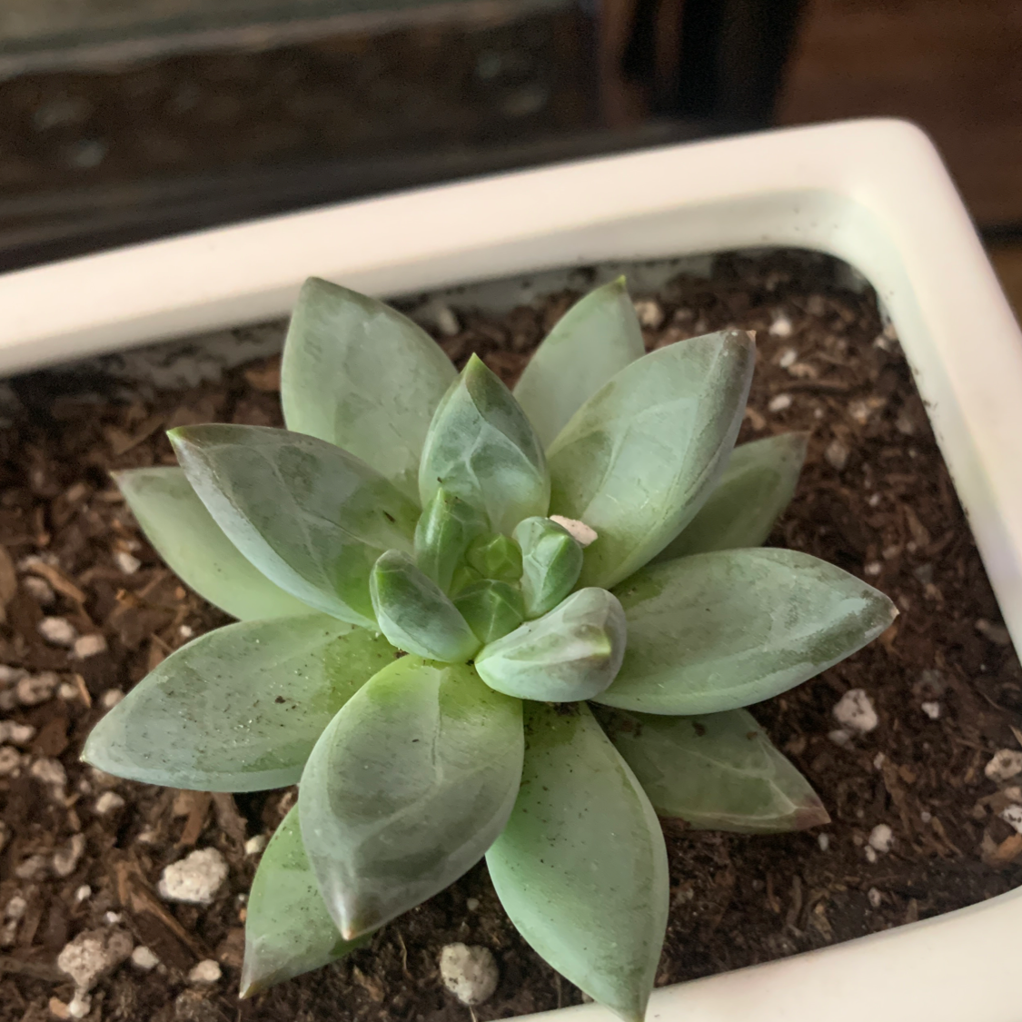 A healthy succulent plant in a white pot with visible soil.