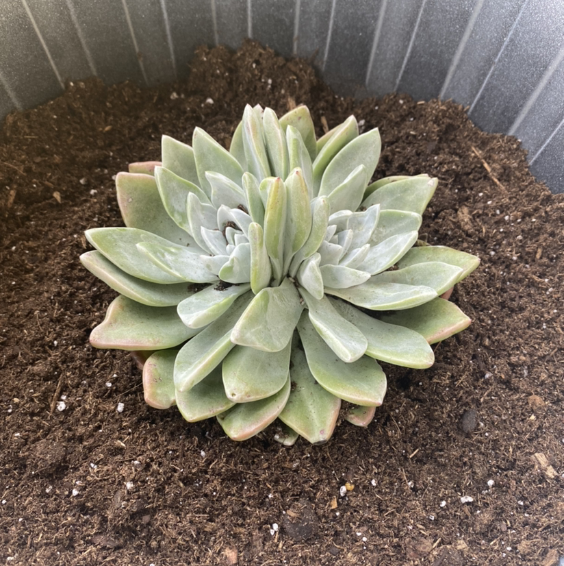 Photo of the plant species Bluff Lettuce by Kaitlynn named Gemini on Greg, the plant care app