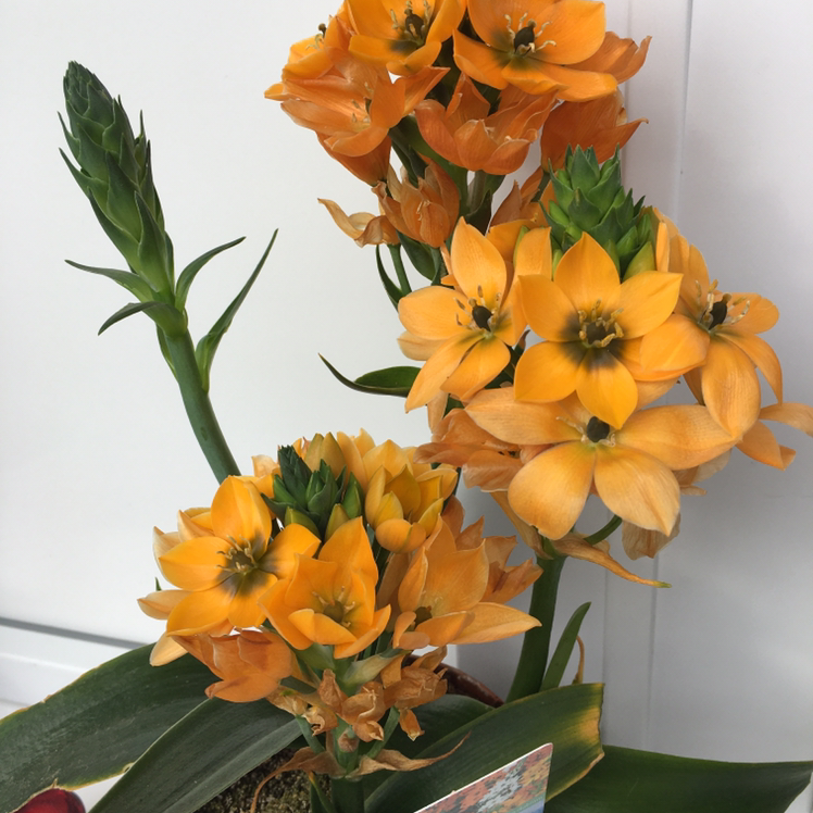 Sun Star plant with vibrant orange flowers, healthy and well-formed.