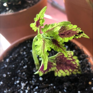Coleus plant photo by @WiiEndlessOcean4Life named Robert Chase on Greg, the plant care app.
