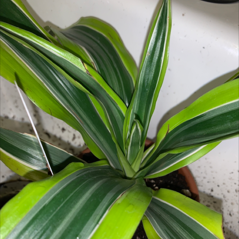 Dracaena 'Lemon Lime' plant with vibrant green and yellow-striped leaves in a pot.