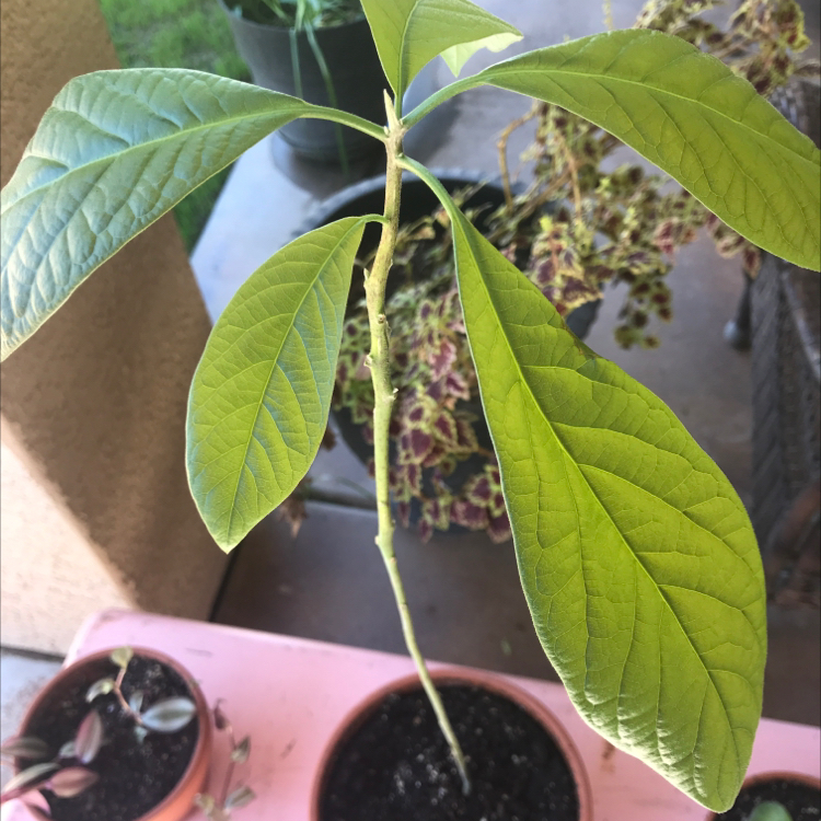 Avocado plant photo by @RC_Lady named Gregory House on Greg, the plant care app.