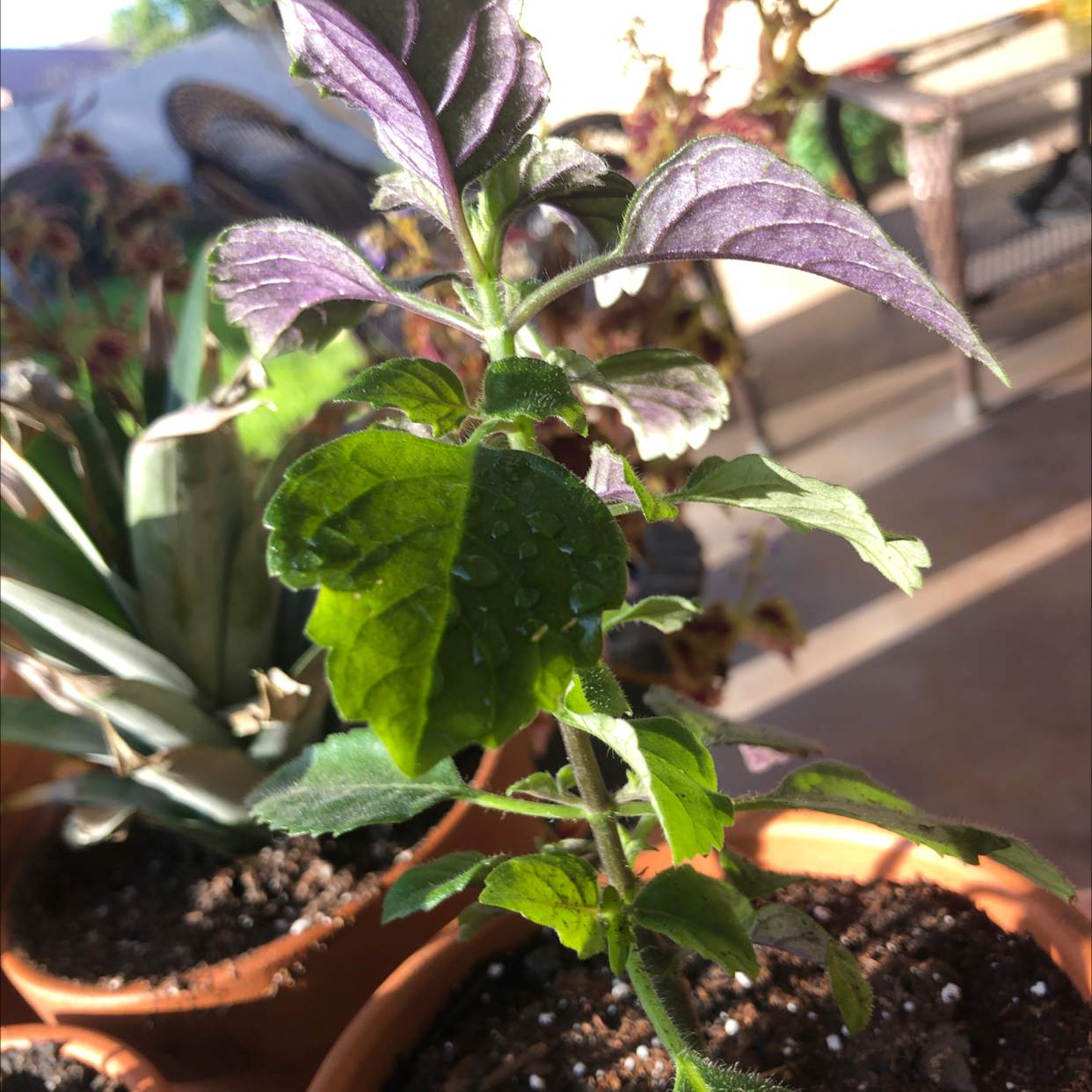 Swedish Ivy plant photo by @RC_Lady named James Wilson on Greg, the plant care app.