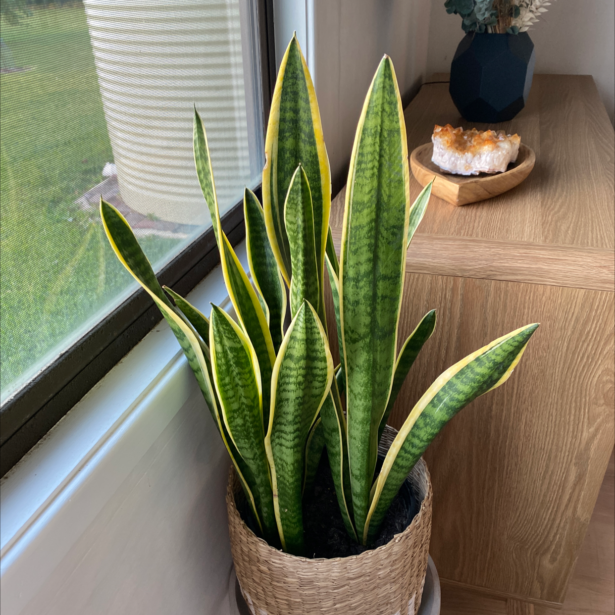 Snake Plant plant photo by Emma named Snake Plant on Greg, the plant care app.