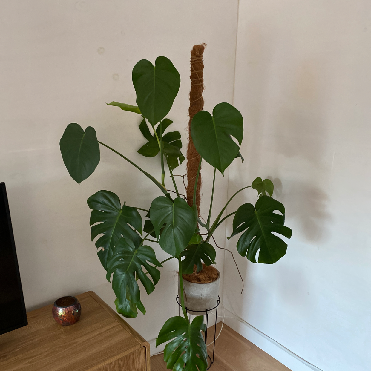 Monstera plant photo by Emma named Monstera on Greg, the plant care app.