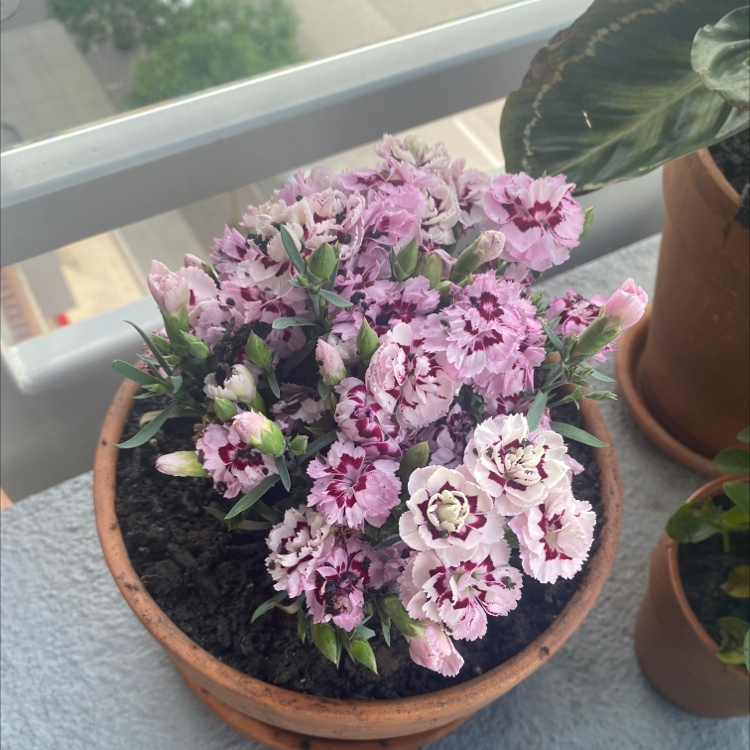 Potted Border Carnation with numerous pink and white flowers, healthy and well-maintained.