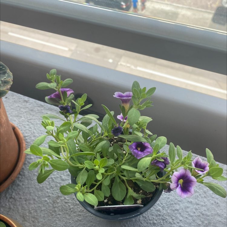 Photo of the plant species Superbells® Doublette Love Swept™ by Callie named Tacy on Greg, the plant care app