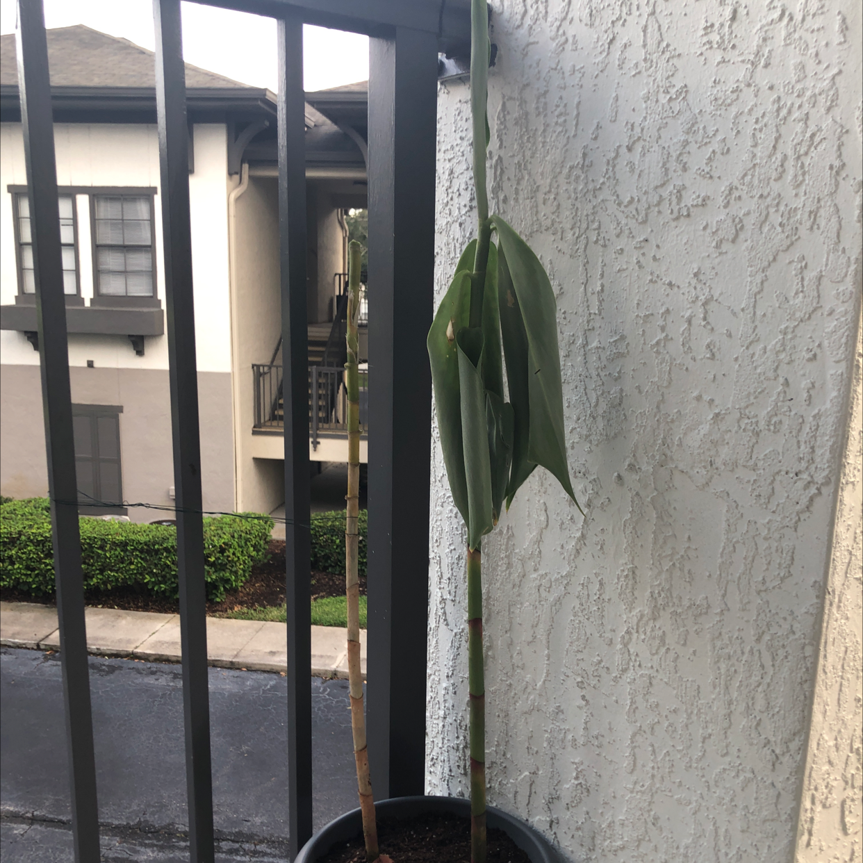Potted Bitter Ginger plant with drooping leaves on a balcony.