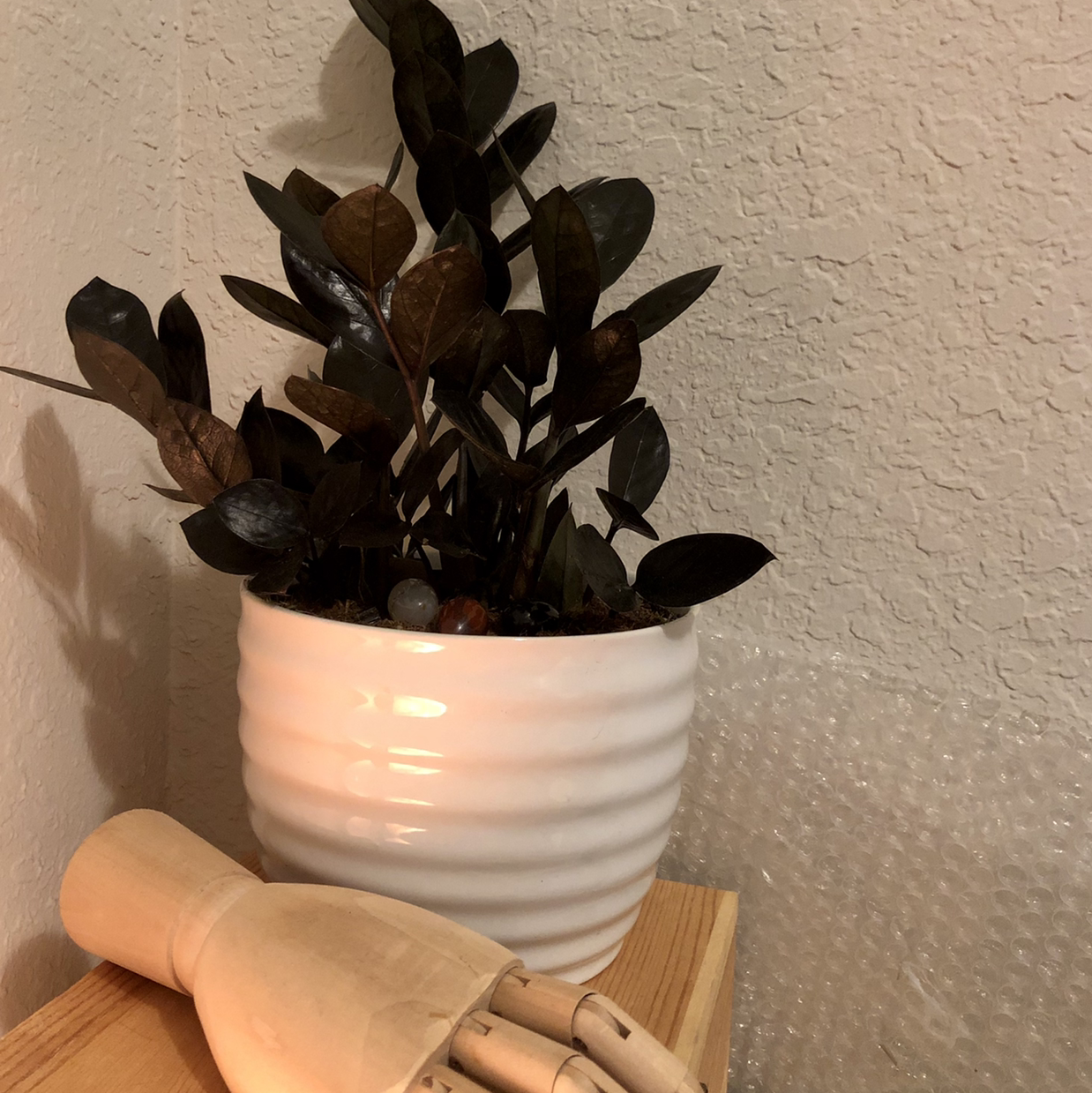 Zamioculcas Zamiifolia plant photo by @LapizMordido named Le Fantôme on Greg, the plant care app.