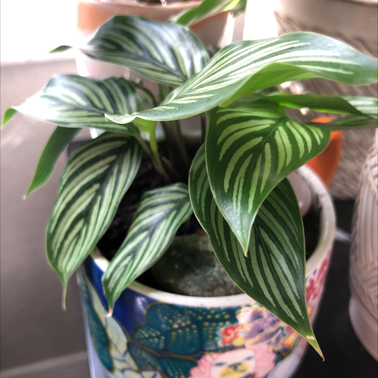 Fertilizing My Calathea Vittata to Double Its Growth