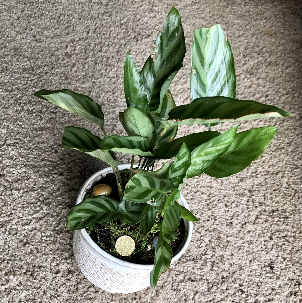 Calathea 'Freddie' plant photo by @LapizMordido named Om on Greg, the plant care app.