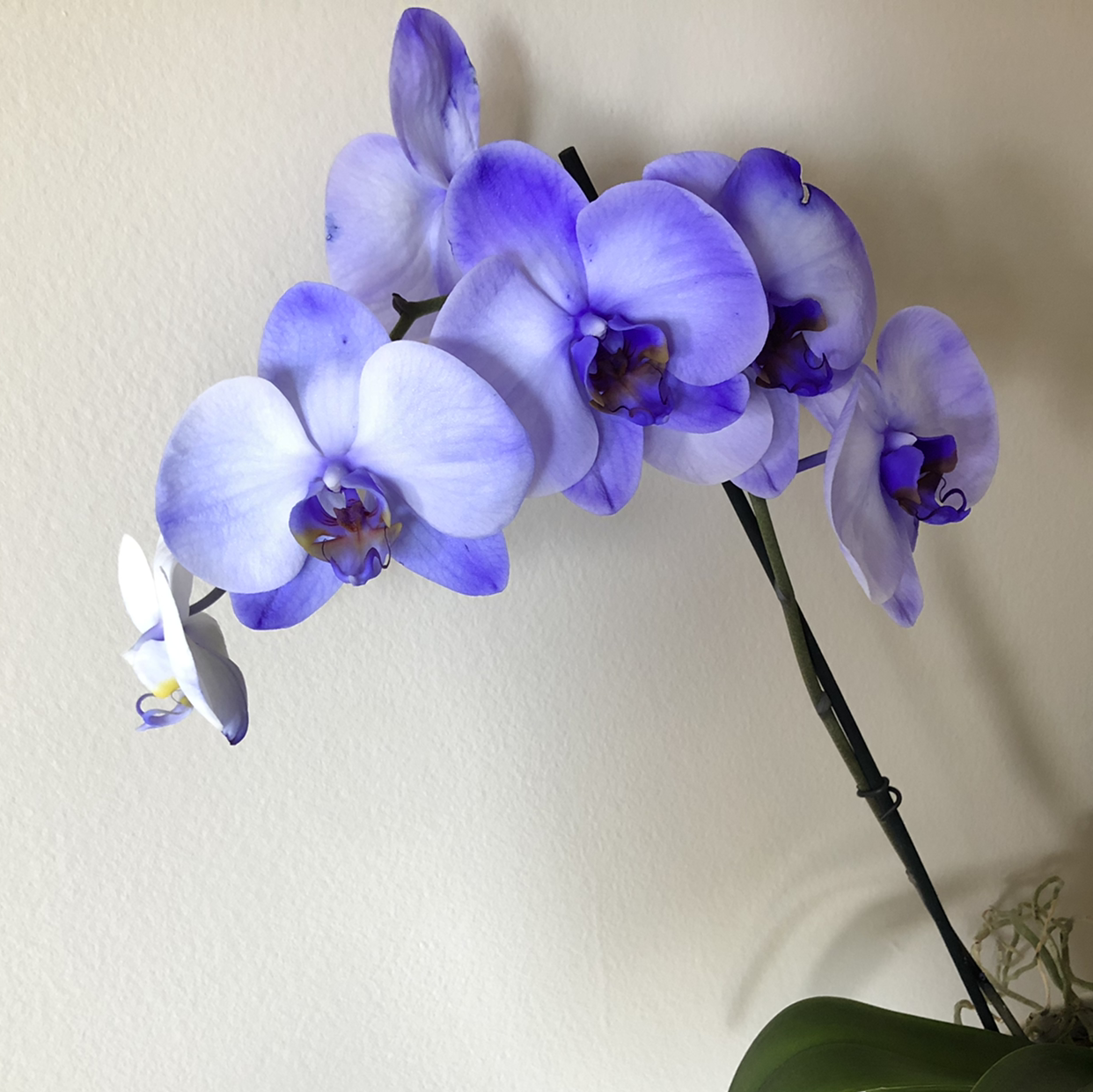 Phalaenopsis Orchid plant photo by @LapizMordido named Las Llaves on Greg, the plant care app.