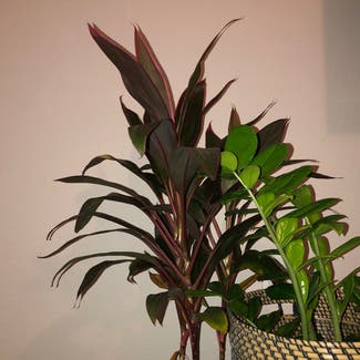 Ti Plant plant in Orlando, Florida