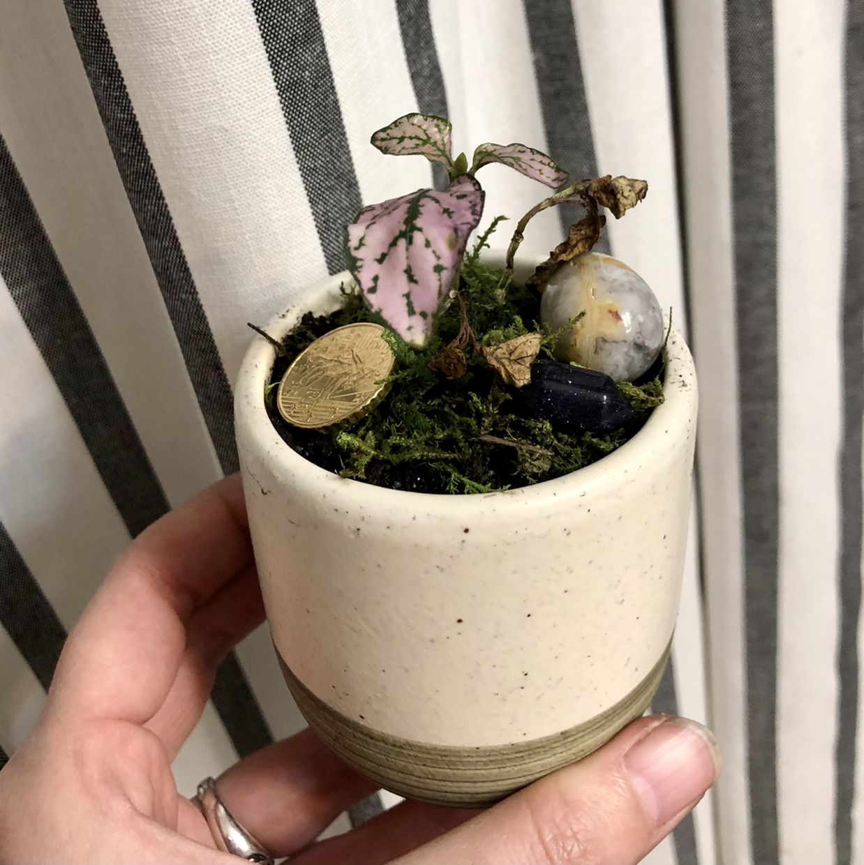 Polka Dot Plant plant photo by @LapizMordido named Bitcoin on Greg, the plant care app.