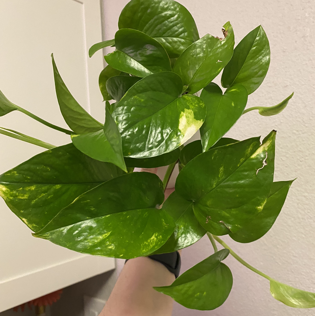 Taro Vine plant photo by @maeganb_ named Jeffrey on Greg, the plant care app.
