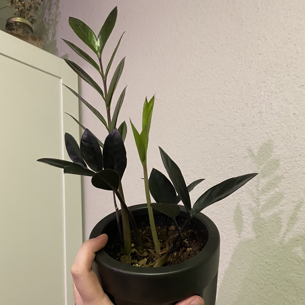 Zamioculcas Zamiifolia plant photo by @maeganb_ named Billy Gibbons on Greg, the plant care app.