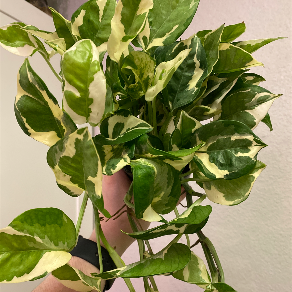 Photo of the plant species Pearls and Jade Pothos by @maeganb_ named Moira on Greg, the plant care app