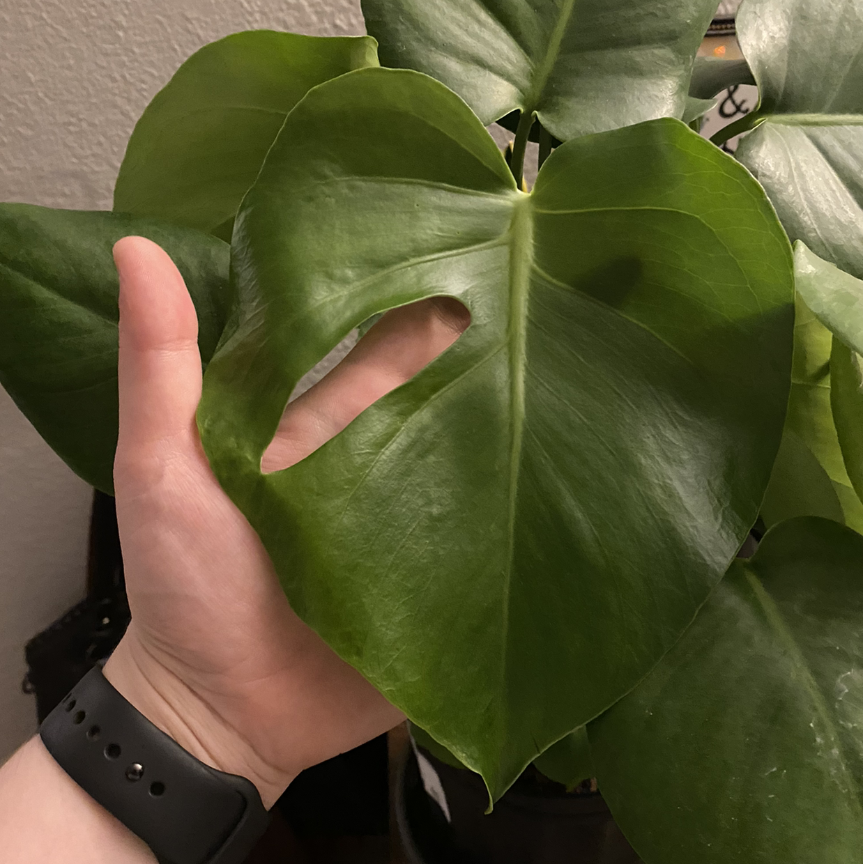 Monstera plant photo by @maeganb_ named Gomez on Greg, the plant care app.