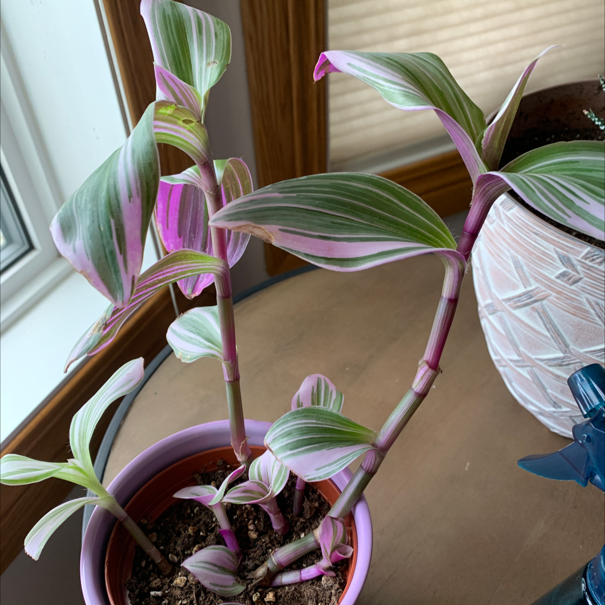 Photo of the plant species Tradescantia Nanouk by @marley1 named Sol on Greg, the plant care app